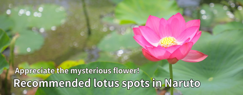  Appreciate the mysterious flower!
Recommended lotus spots in Naruto