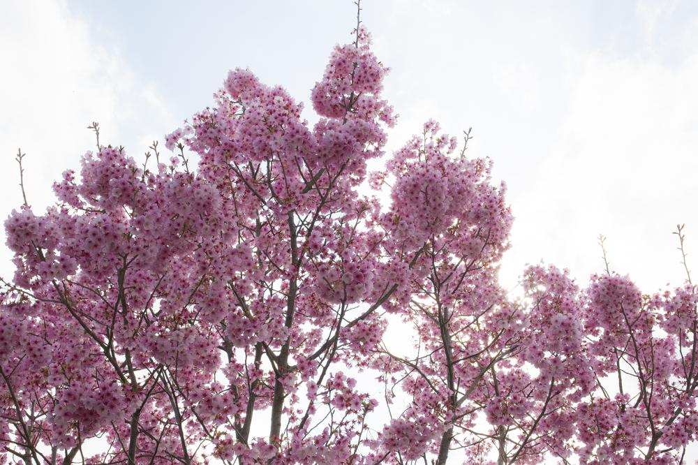 ウォーキング お花見 散歩しながら楽しむお花見ウォーク 特集 イーストとくしま観光推進機構