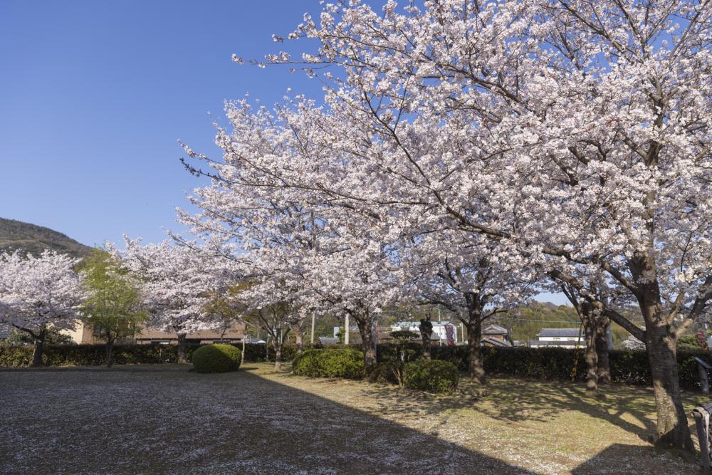 桜の苗木700本無料配布 徳島市でキョーエイ事業団｜徳島の話題｜徳島