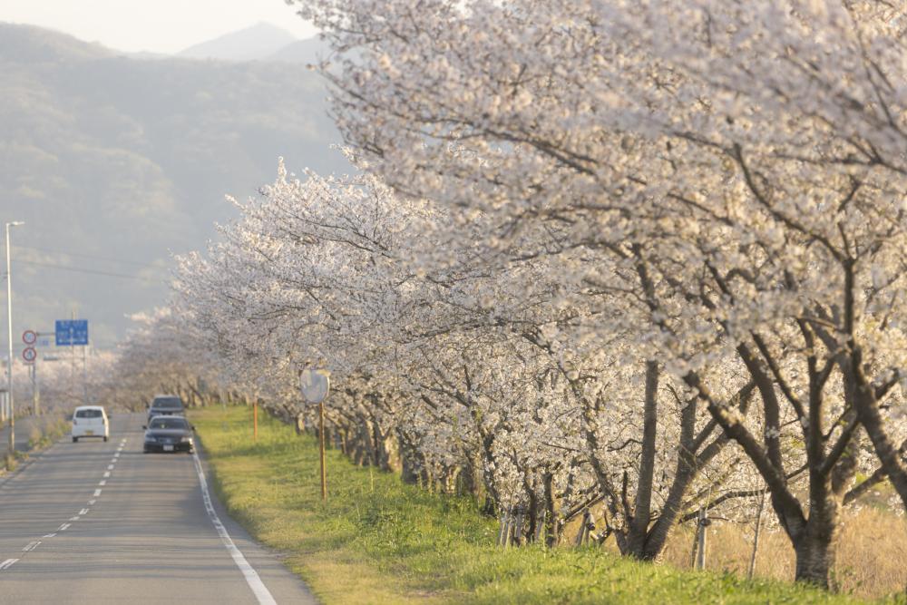 桜の苗木700本無料配布 徳島市でキョーエイ事業団｜徳島の話題｜徳島