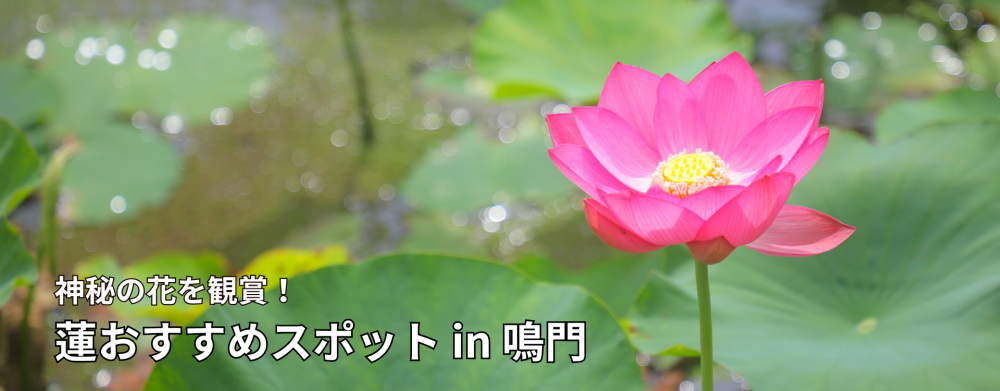 神秘の花を観賞！
蓮おすすめスポット in鳴門